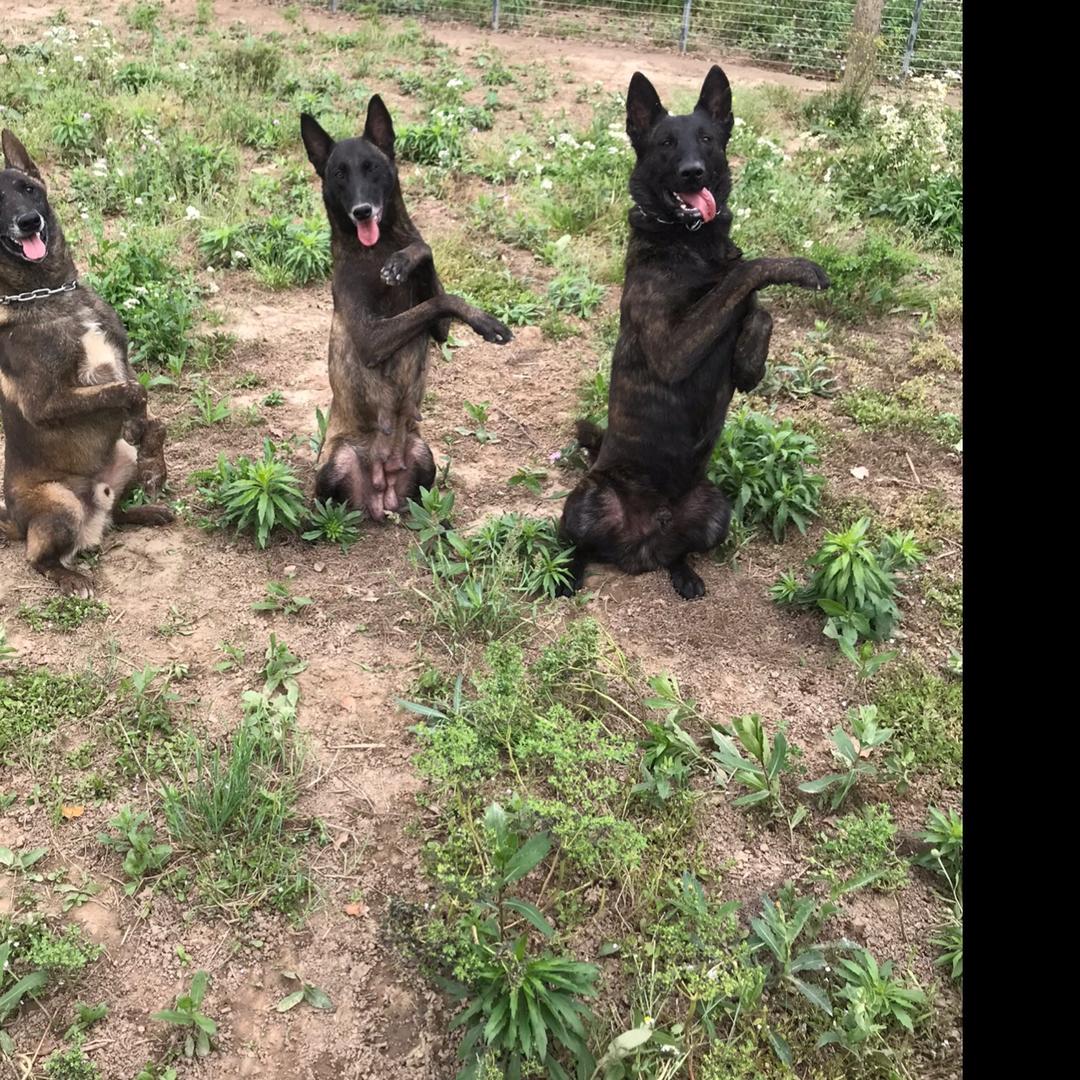 海门工作犬繁训基地