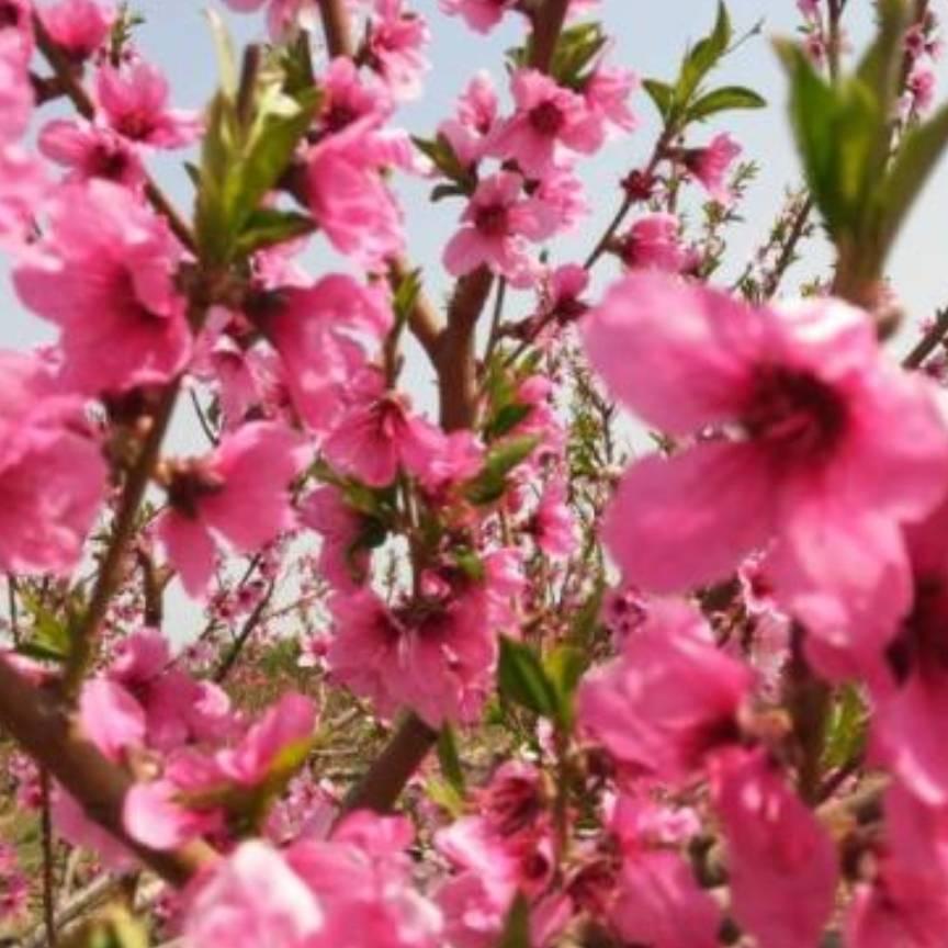 《桃花朵朵开》