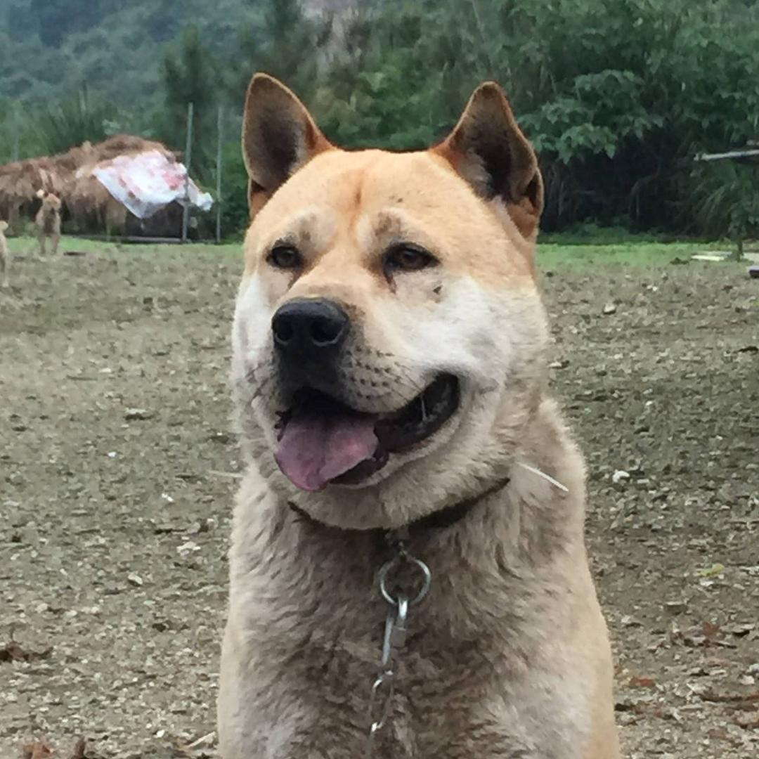 广西七哥猎犬基地