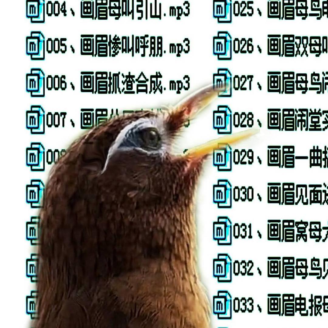 军哥画眉煤音欣赏