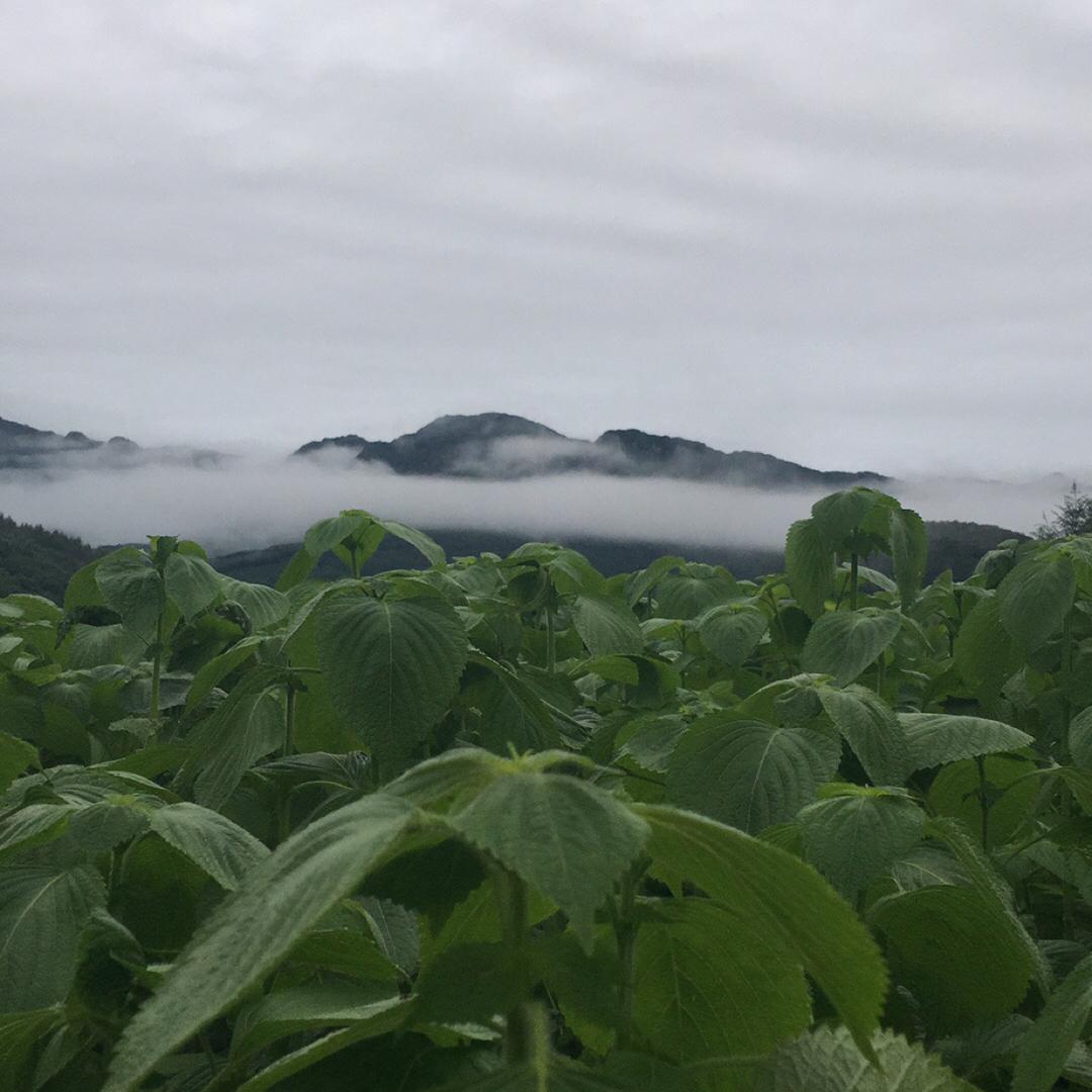 凤城市苏子叶合作社