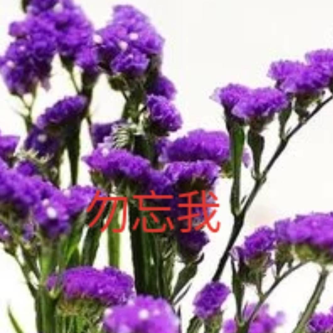 666云中望月