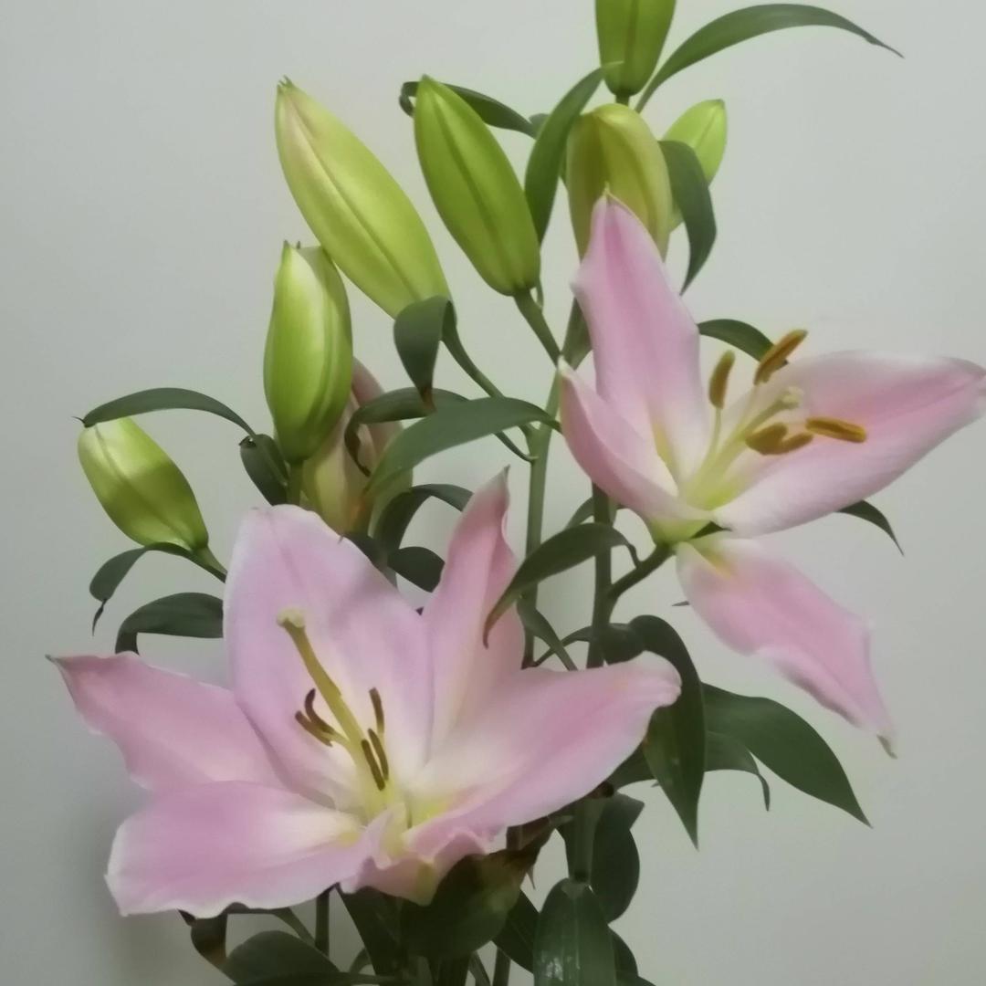 富贵有余