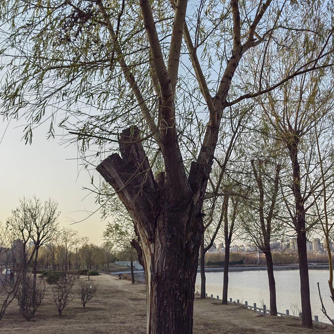 星空下的，大树下看月亮