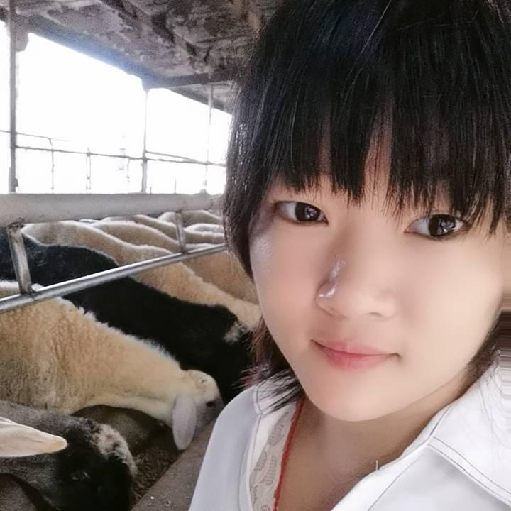 杨妹养羊