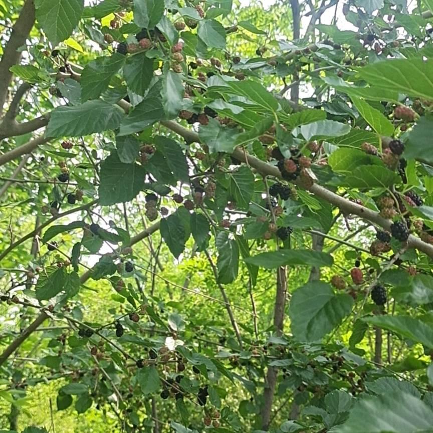 红红火火66