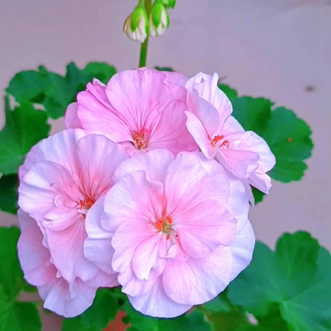 瓦堆里的小草