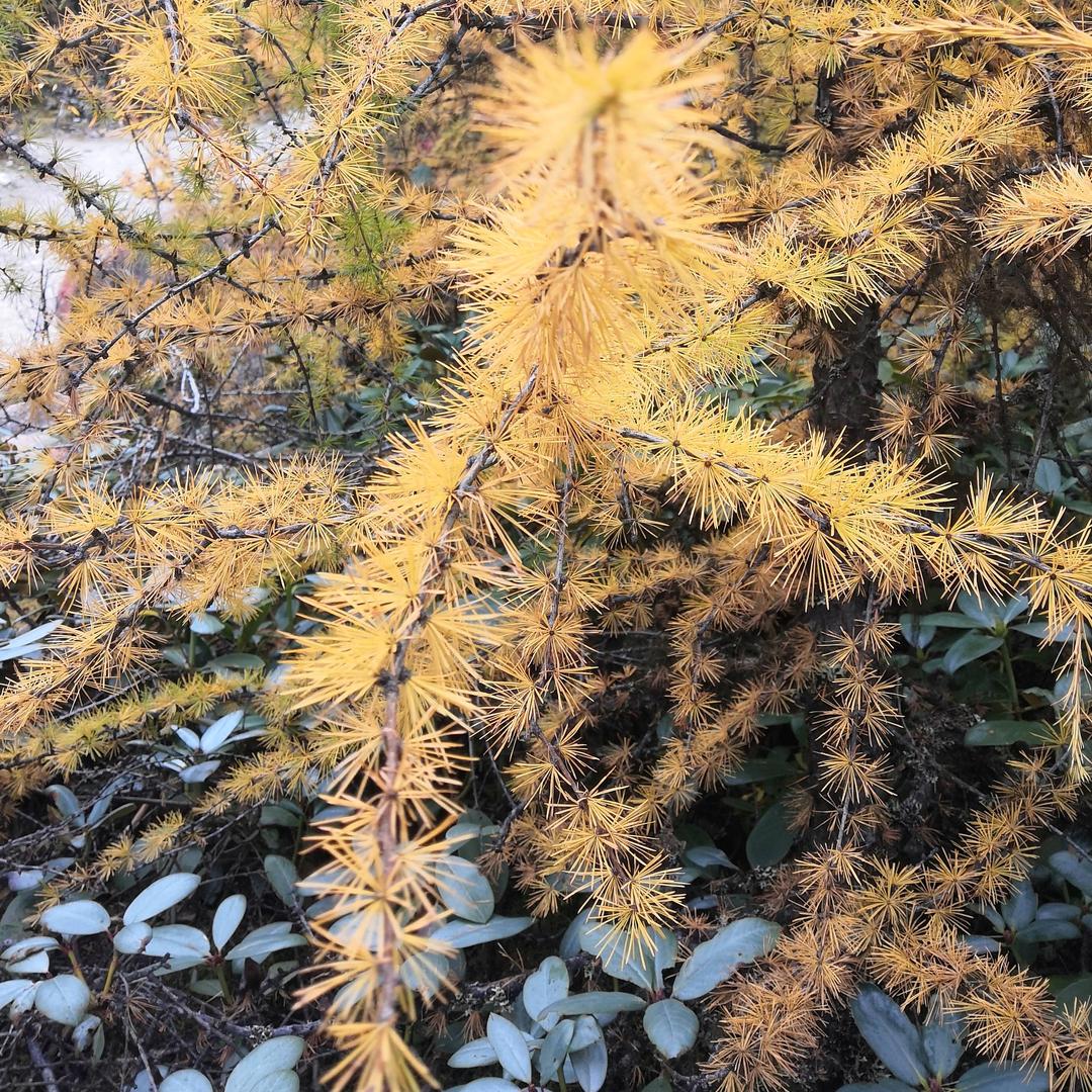 随心◕‿◕