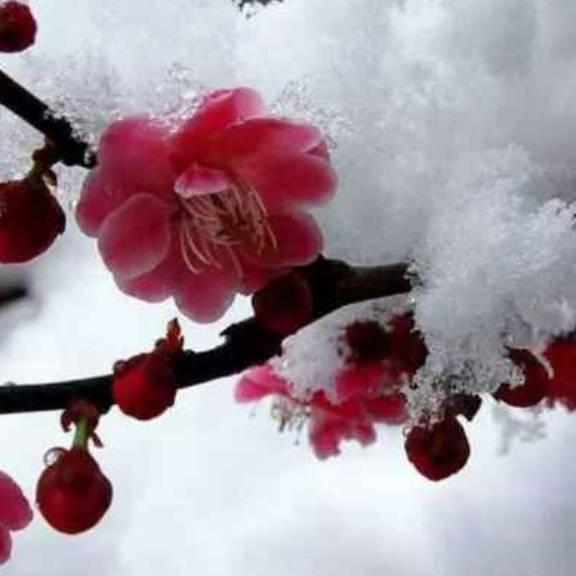 寒雪