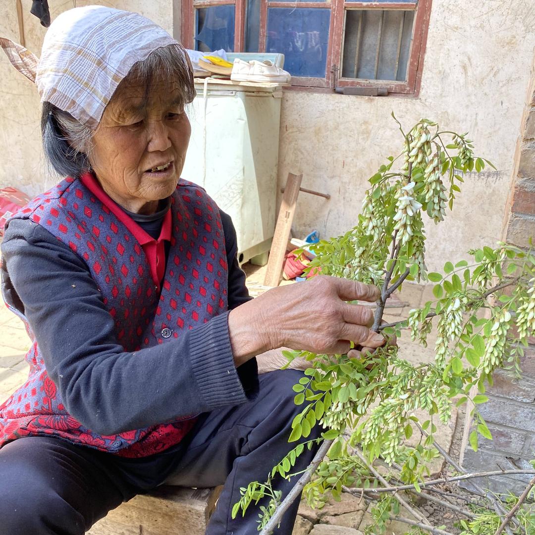桃园天晴的奶奶👵
