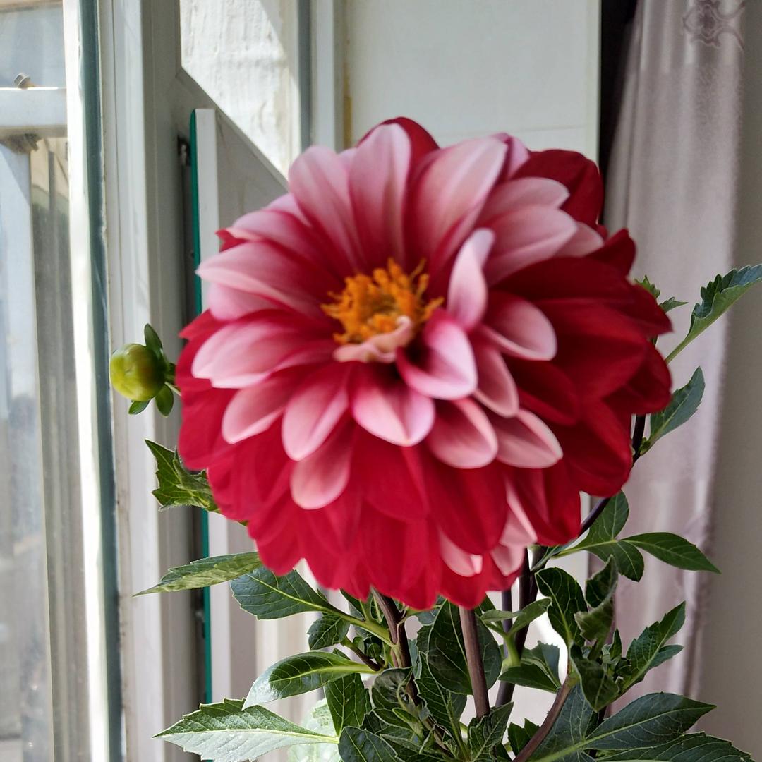 🌹快乐人生🌹