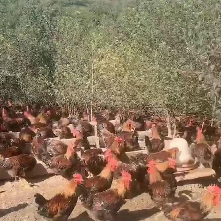 农家小笨鸡
