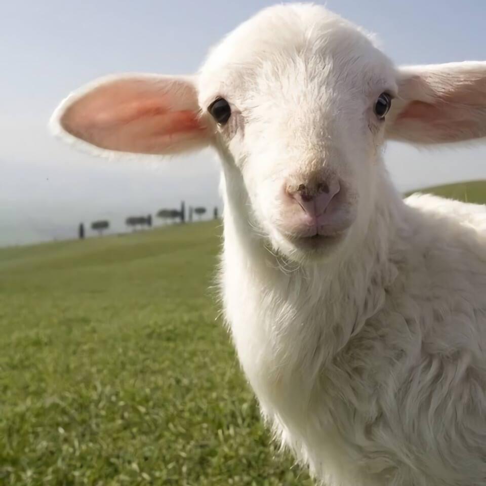 批发现杀全羊 关必回