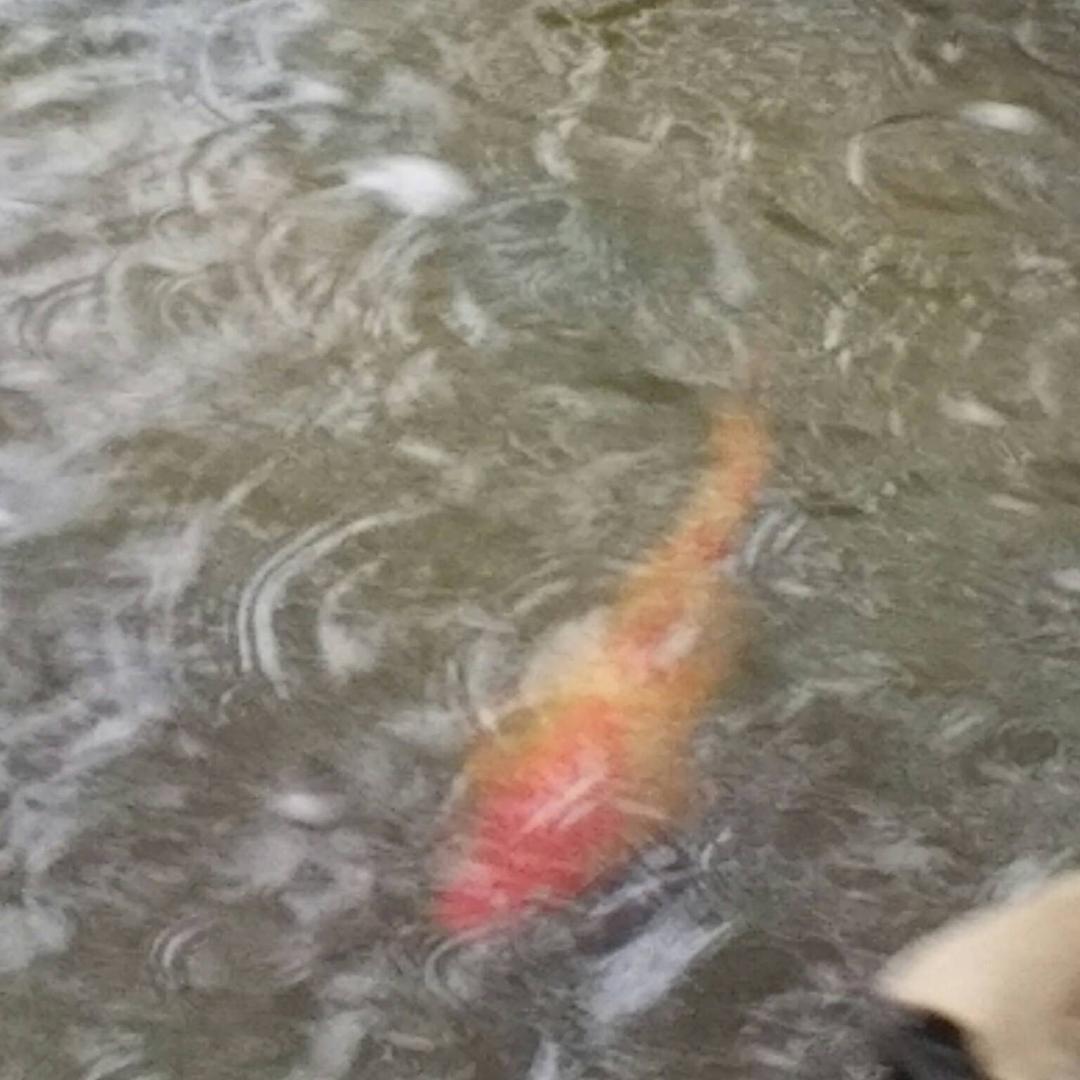 李树花繁添浩然