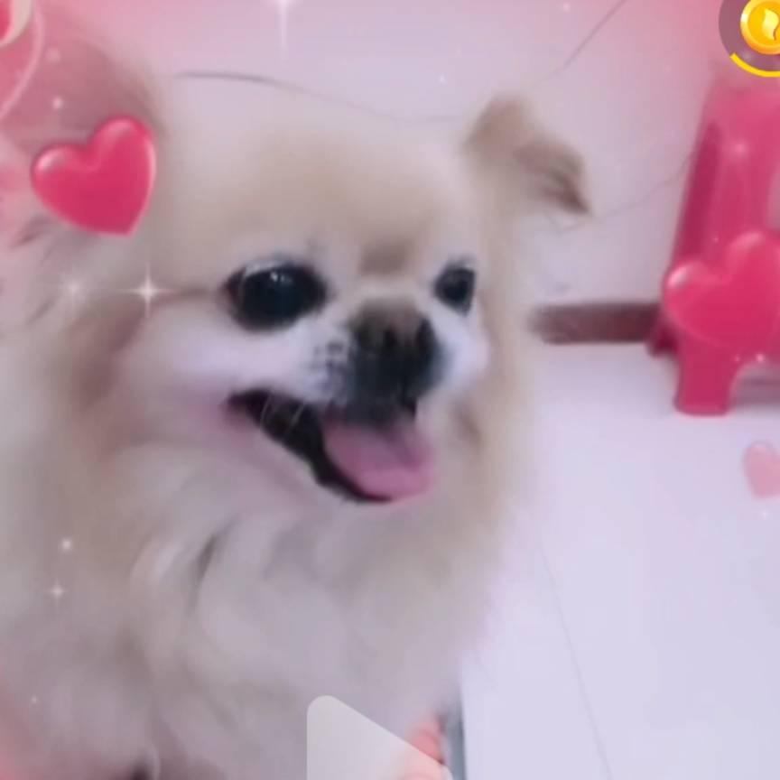 宣 摆摆🌸