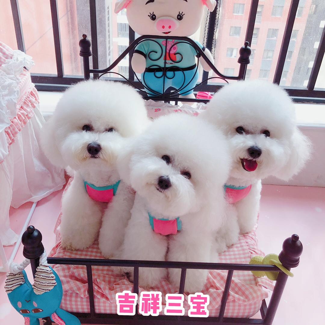 家有萌宠🐶吉祥三宝
