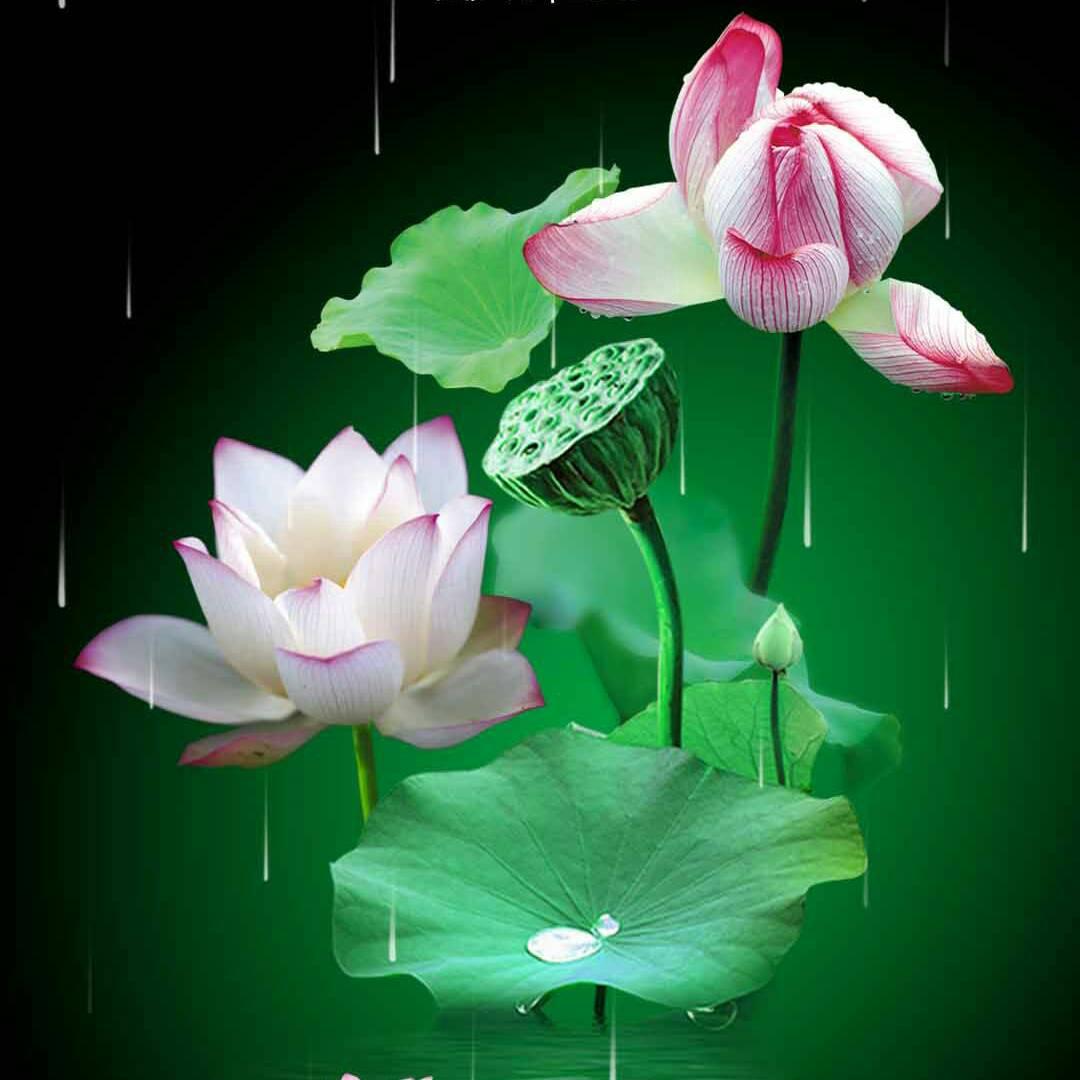 一缕清风.🍃