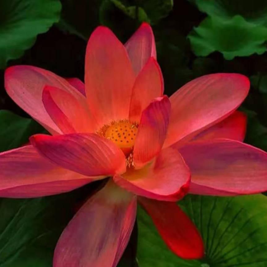 半夏半暖半倾城‖