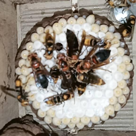 文山友信蜂业…赵青