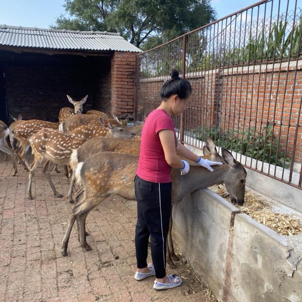 鹿小薇参茸滋补养生专卖店