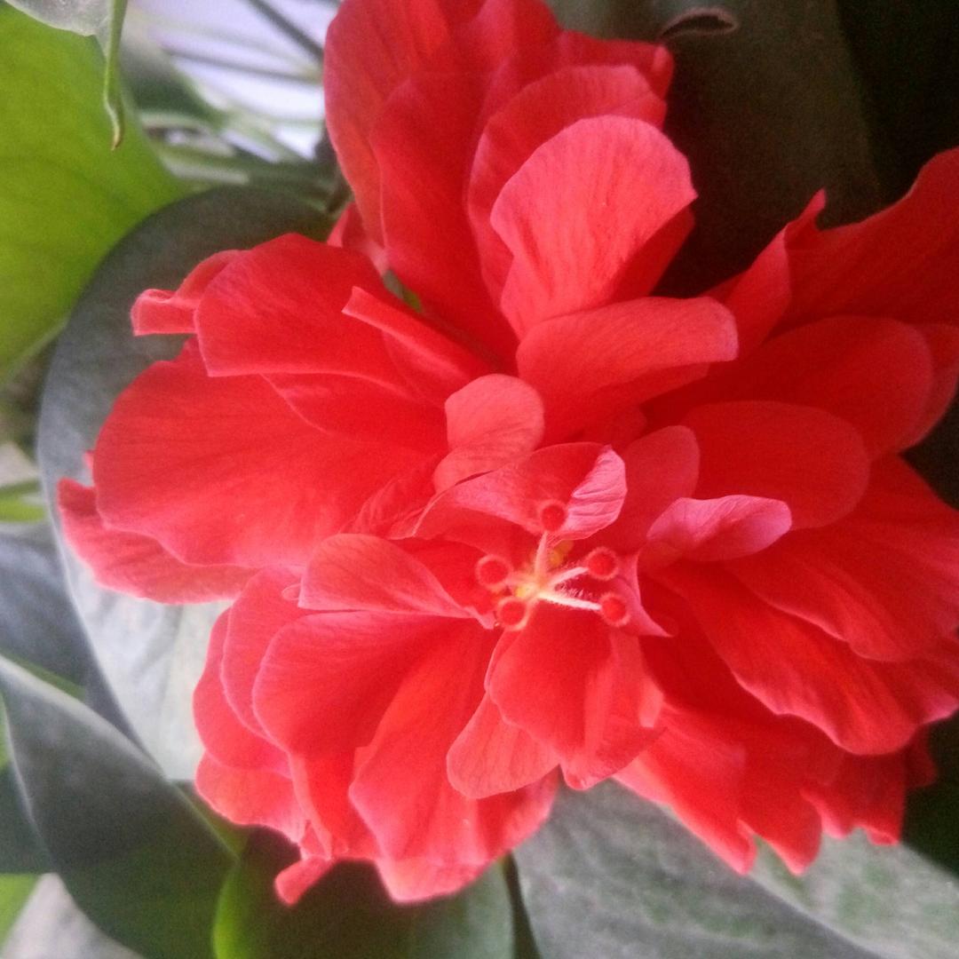 张淑芹