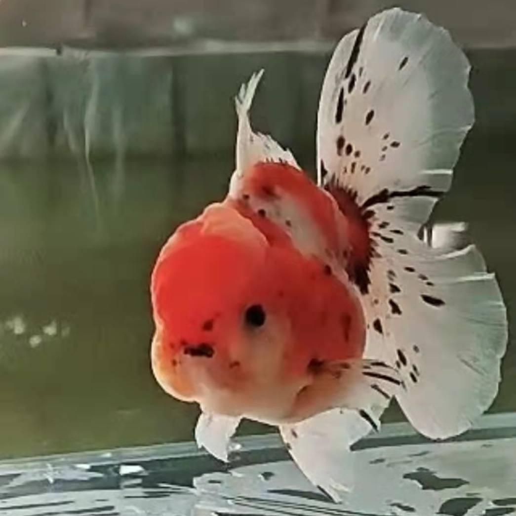 🌈山歌响起的地方🌈