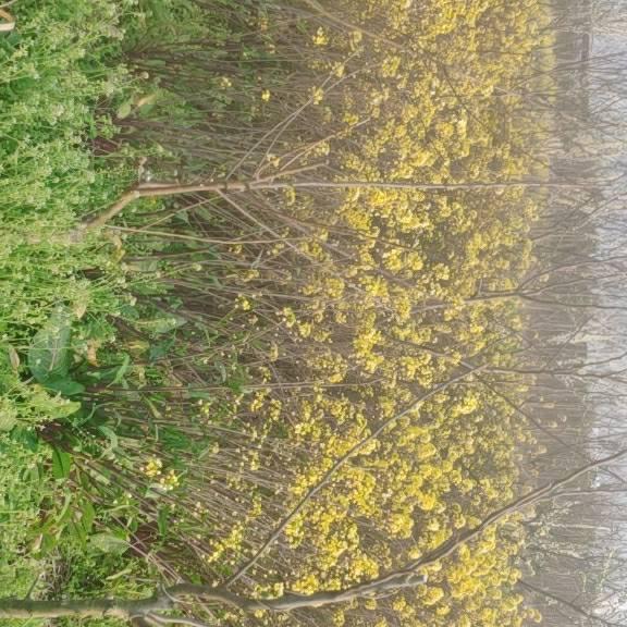 农村出来的小老头