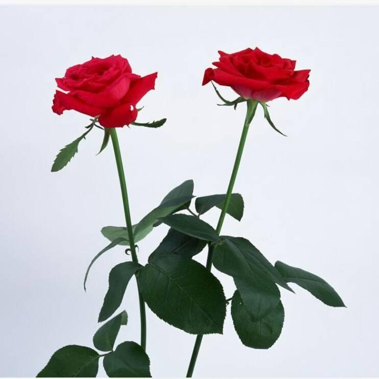 美丽的🌹🌹玫瑰花