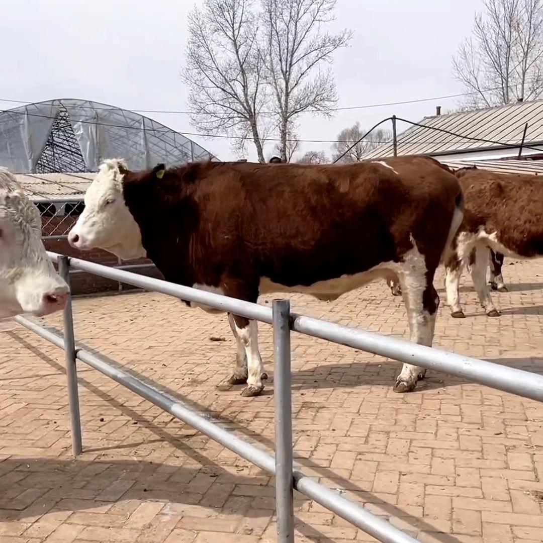 娜娜品质吉林牛