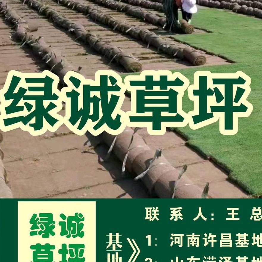 绿诚草坪(专业种植）