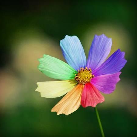 百花齐放