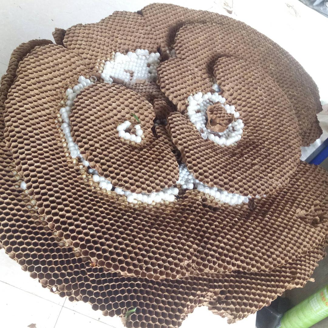 百万雄狮