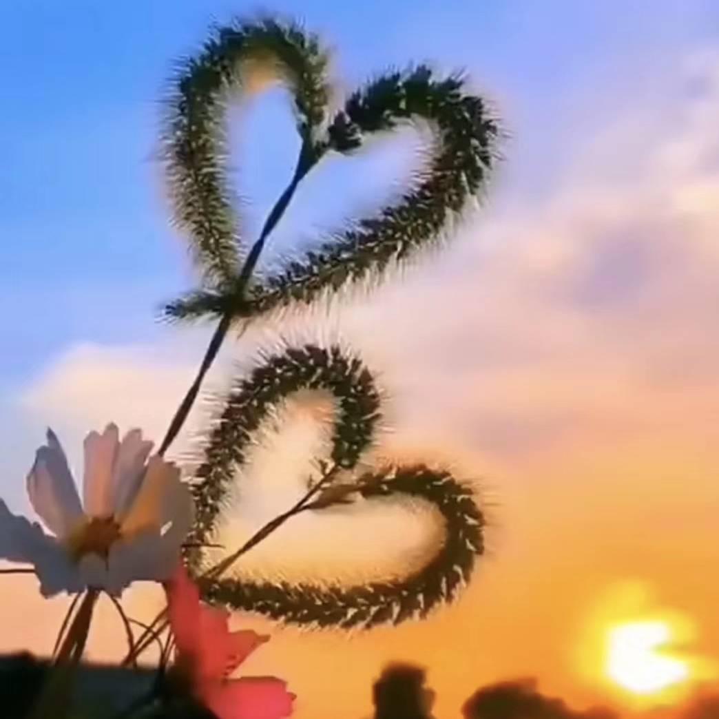 中药材小姐姐