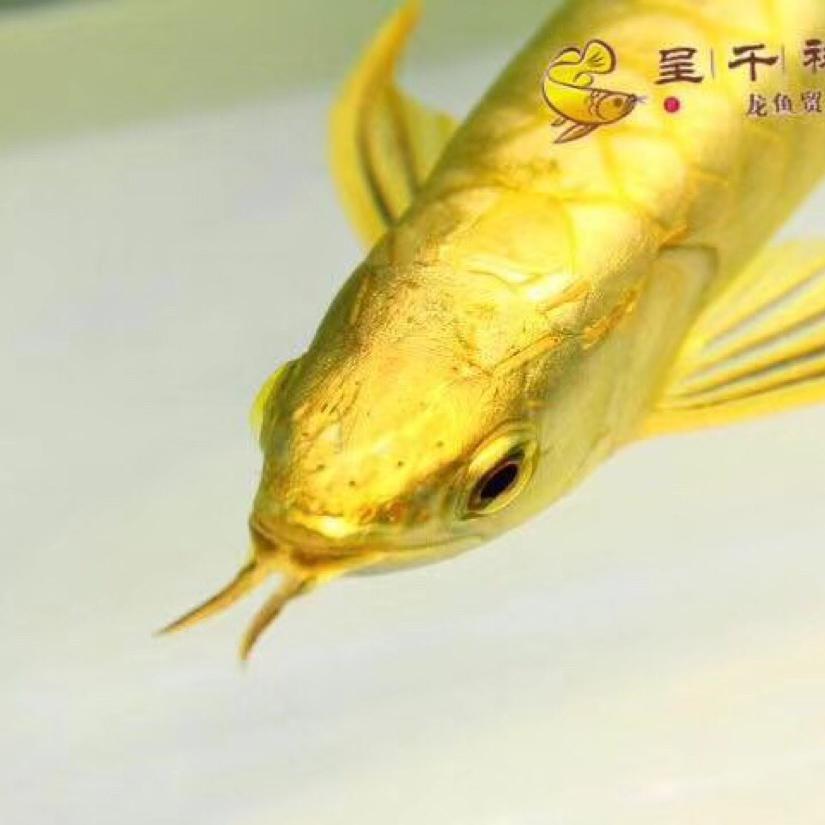 标仔高端龙鱼批发零售