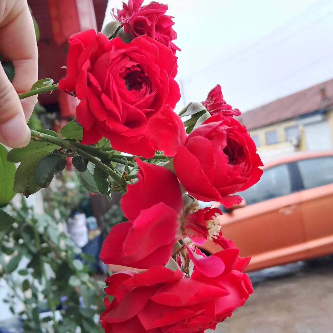 情🌷🌼