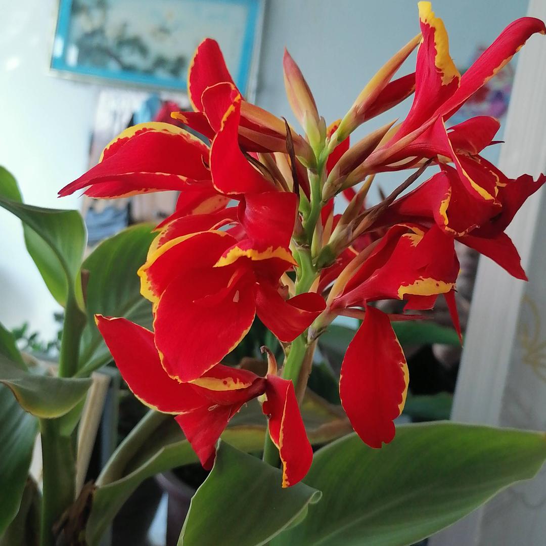 栀子花开.。、