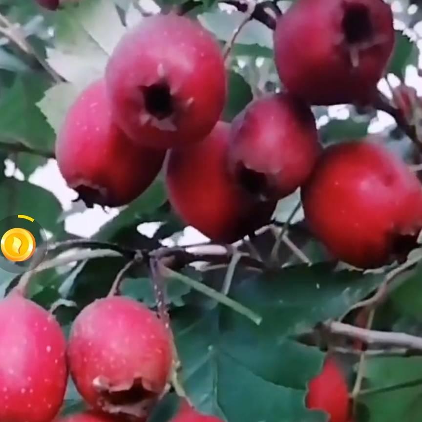 山里红🌴🍇