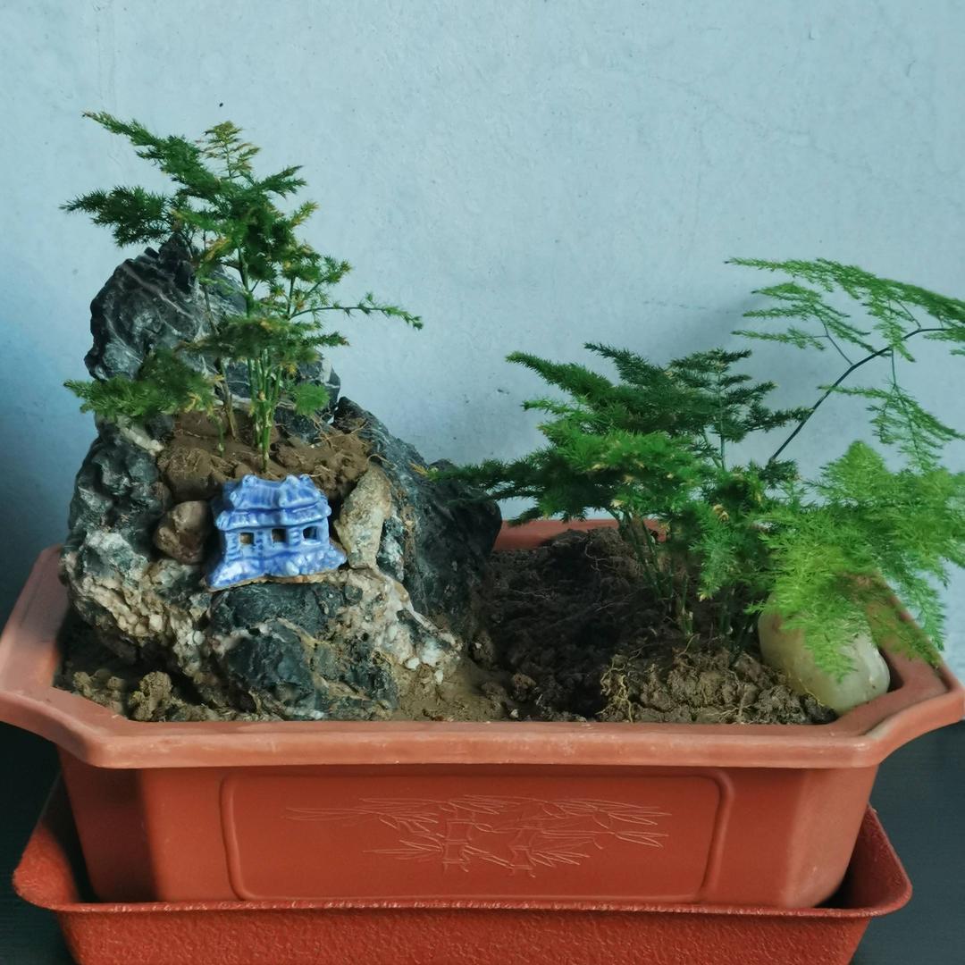 南山居士