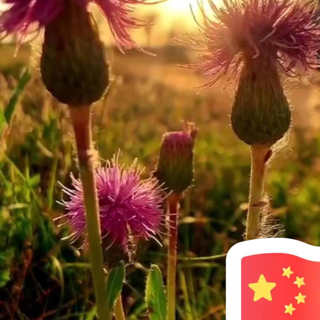 竹帽哥🐑🌹☕🍾