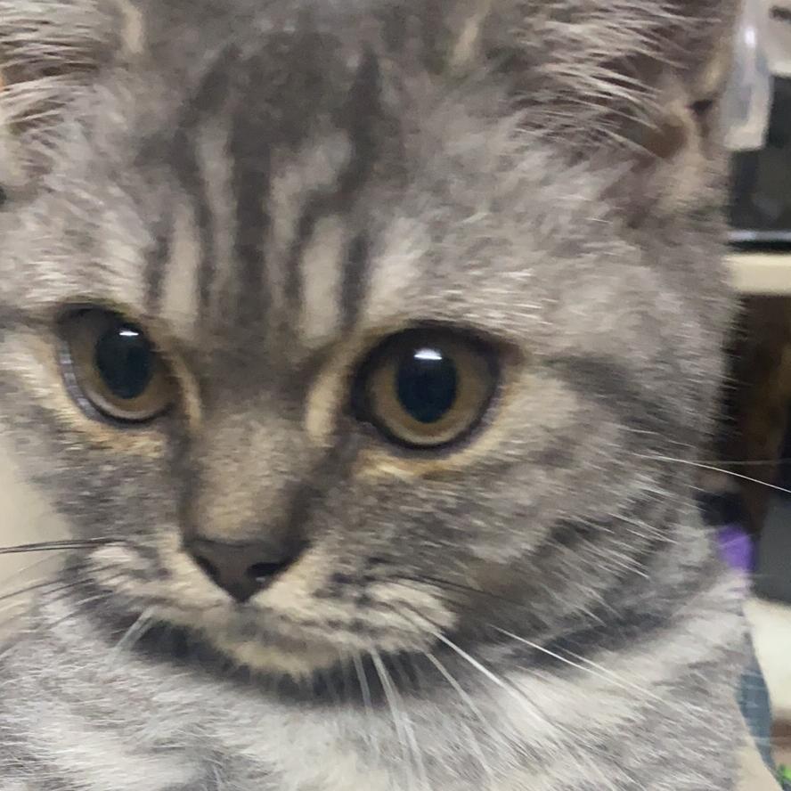 🌈🌈我的🐱叫面条