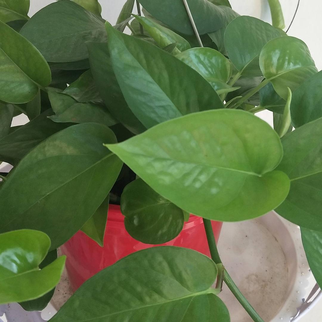 阳谷总在风雨后