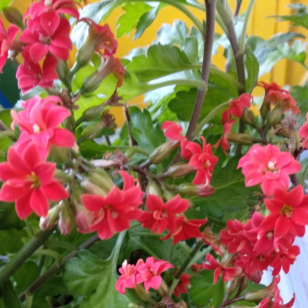 小芳nwl1