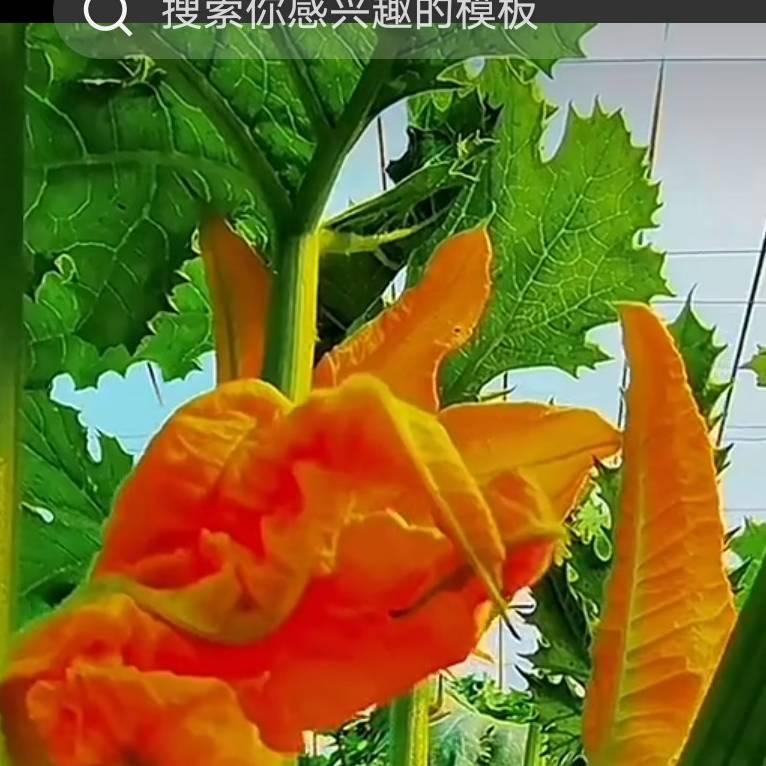 红云