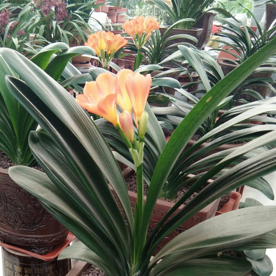 雪后知，知后觉