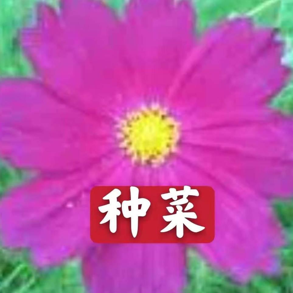 冬日暖阳7091种菜
