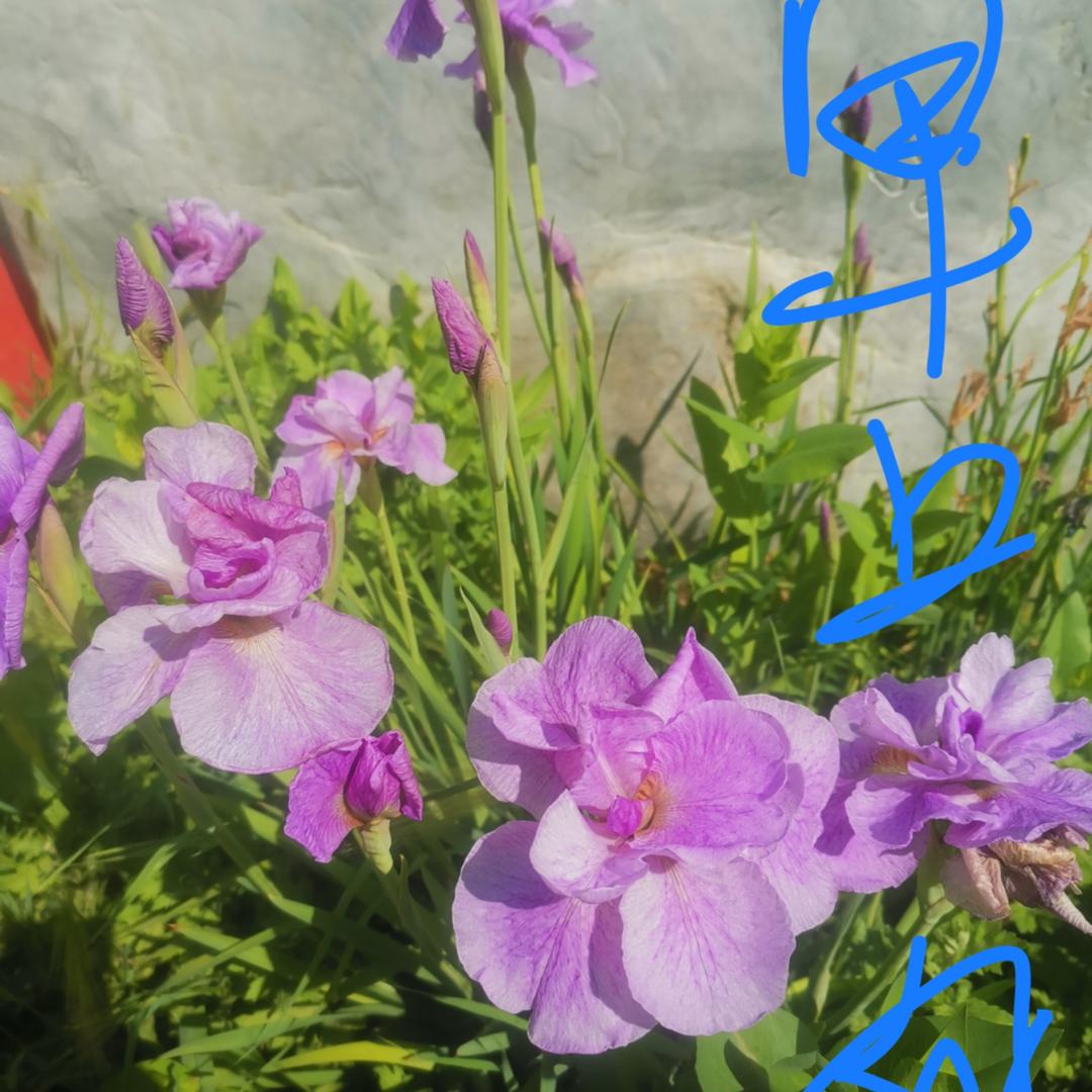 花语