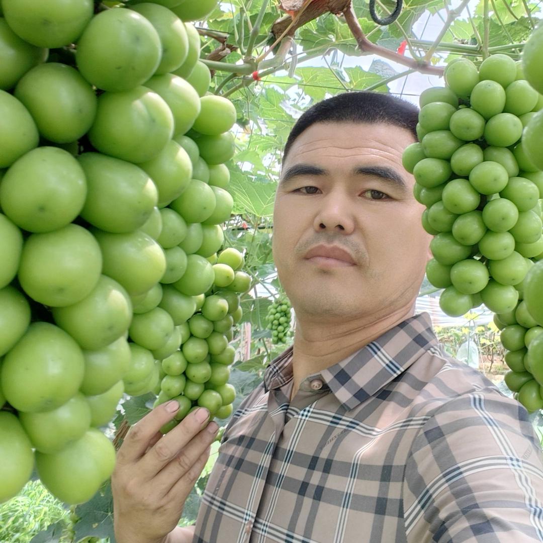 哥种葡萄