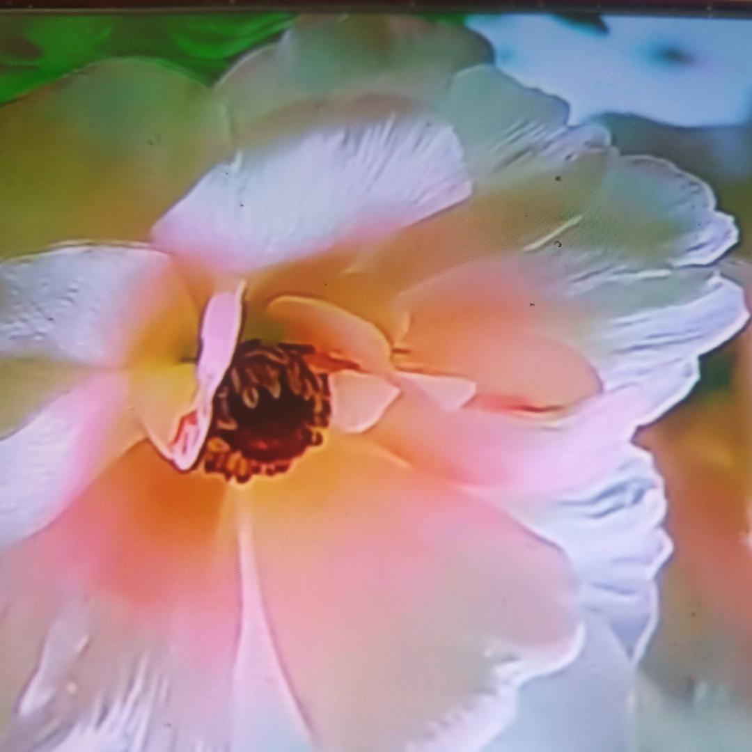 🌹红玫瑰🌹