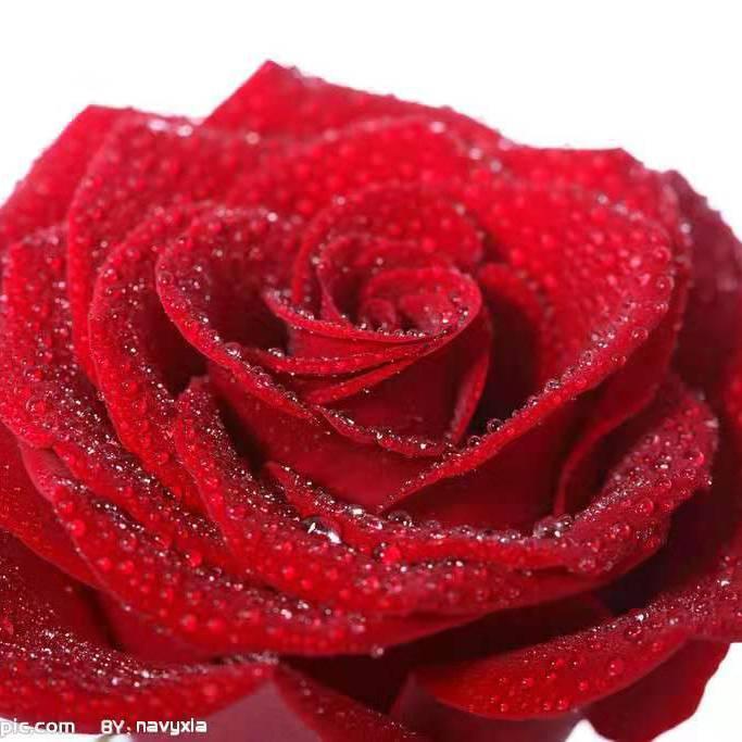 🌺康宁奶奶🌺