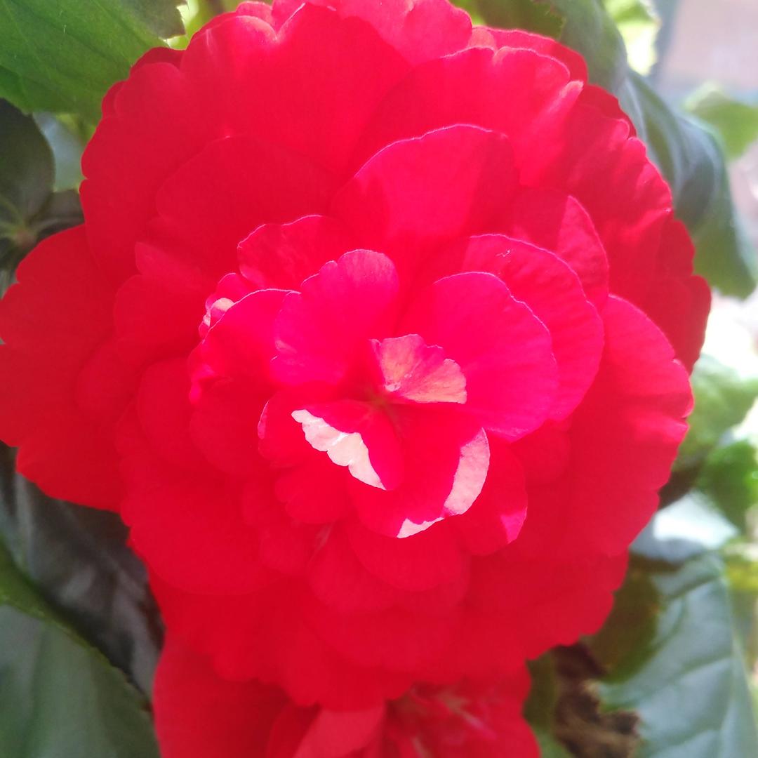 春暖花开K666